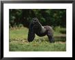 A Silverback Western Lowland Gorilla Strikes A Pose In Odzala Park by Michael Nichols Limited Edition Print