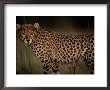 A Portrait Of An African Cheetah In The Grass by Chris Johns Limited Edition Pricing Art Print