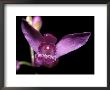 The Bright Pink Petals Of The Bletilla Striata Orchid, Melbourne Zoo, Australia by Jason Edwards Limited Edition Print