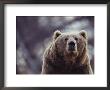 Portrait Of A Kodiak Brown Bear In Larson Bay, Alaska by Joel Sartore Limited Edition Pricing Art Print