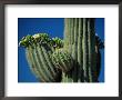 Close View Of A Saguaro Cactus In Bloom by Raymond Gehman Limited Edition Pricing Art Print