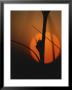A Plant Stalk Silhouetted Against The Setting Sun by Raul Touzon Limited Edition Print