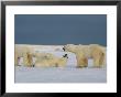 A Group Of Polar Bears Play Together In The Snow by Norbert Rosing Limited Edition Pricing Art Print