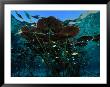 Long-Stemmed Water Lilies Reach For The Hot Mexican Sun by George Grall Limited Edition Print