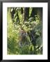 A Tiger Stares Intently Through Foliage by Dr. Maurice G. Hornocker Limited Edition Print