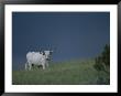A Longhorn Steer, Part Of A Small Herd Roaming Park Grasslands by Michael Melford Limited Edition Pricing Art Print