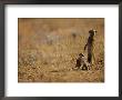 An Adult Meerkat Stands Guard Over Two Playful Youngsters by Mattias Klum Limited Edition Print