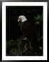 American Bald Eagle by Raymond Gehman Limited Edition Print