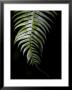 Close View Of A Sword Fern by Taylor S. Kennedy Limited Edition Print