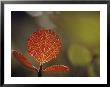 Leaf, Sheenjek River Valley, Arctic National Wildlife Refuge, Alaska by George F. Mobley Limited Edition Print