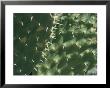 Close-Up Of A Prickly Pear Cactus In The Desert Sun by Todd Gipstein Limited Edition Print