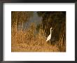 Great Egret Standing In Tall Grasses Near A Tidal Creek by Raymond Gehman Limited Edition Print
