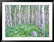 Aspen Grove In Mcclure Pass, Colorado, Usa by Julie Eggers Limited Edition Print