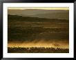 A Flock Of Sheep Are Rounded Up On A Wyoming Ranch by Joel Sartore Limited Edition Print