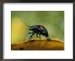 An Australian Ladybug Crawls Along The Edge Of A Leaf by Roy Toft Limited Edition Print
