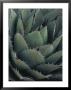 Close View Of An Agave Plant by Michael Melford Limited Edition Print