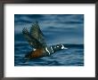 Harlequin Duck In Flight by Bates Littlehales Limited Edition Print