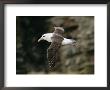 Black-Browed Albatross by Steve Raymer Limited Edition Print