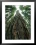 The Gnarled Bark Of A Tree Trunk by Paul Nicklen Limited Edition Print