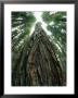 The Gnarled Bark Of A Tree Trunk by Paul Nicklen Limited Edition Print