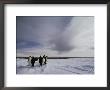 A Group Of Emperor Penguins In Antarctica by Bill Curtsinger Limited Edition Print