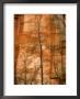 Solitary Tree In Front Of Red Rock Canyon Walls At Oak Creek Canyon by Charles Kogod Limited Edition Print