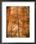 Solitary Tree In Front Of Red Rock Canyon Walls At Oak Creek Canyon by Charles Kogod Limited Edition Pricing Art Print