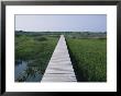 A Boardwalk Allows Visitors To Walk Out Into The Marsh by Stephen Alvarez Limited Edition Print