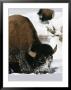 American Bison Forage In The Snow by Roy Toft Limited Edition Print