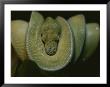 A Close View Of An Immature Resting Green Tree Python by Taylor S. Kennedy Limited Edition Print