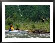 A Bald Eagle Flies Past A Kayaker Near Haines by Rich Reid Limited Edition Print