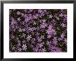 A Spray Of Purple Phlox Flowers by James P. Blair Limited Edition Print