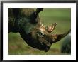 Rhino With An Oxpecker by Chris Johns Limited Edition Print