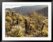 Cholla Cactus And Ocotillo Plants In The Desert Landscape, California by Tim Laman Limited Edition Print