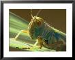 Grasshopper by Darlyne A. Murawski Limited Edition Pricing Art Print