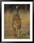 Leopard, Panthera Pardus, Duesternbrook Private Game Reserve, Windhoek, Namibia, Africa by Thorsten Milse Limited Edition Print