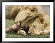 Adult Male Lion Greeting His Son, Serengeti National Park, Tanzania, East Africa, Africa by James Hager Limited Edition Print