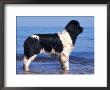 Landseer / Newfoundland Standing At The Beach by Adriano Bacchella Limited Edition Print