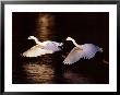 Snowy Egrets In Flight At Dawn by Charles Sleicher Limited Edition Print