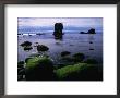 Aesha Stack And Seaweed-Covered Boulder At Low Tide, Papa Stour, Shetland Islands, Scotland by Grant Dixon Limited Edition Print