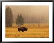 Buffalo Roaming In Field by Fogstock Llc Limited Edition Print