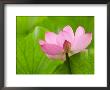 Perry's Water Garden, Lotus Bloom And Leaves, Franklin, North Carolina, Usa by Joanne Wells Limited Edition Print
