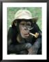 Chimpanzee With Hat And Glasses, And A Pipe by Richard Stacks Limited Edition Print