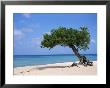 Divi Tree, Aruba by Jennifer Broadus Limited Edition Print
