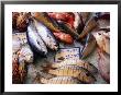 Market Fish, Rethymno, Crete, Greece by Diana Mayfield Limited Edition Pricing Art Print