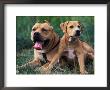 Domestic Dogs, Pit Bull Terrier With Puppy by Adriano Bacchella Limited Edition Print