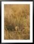 A Cheetah Cub Sits Almost Camouflaged In A Bed Of Tall Grass by Jason Edwards Limited Edition Print