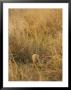 A Cheetah Cub Sits Almost Camouflaged In A Bed Of Tall Grass by Jason Edwards Limited Edition Print
