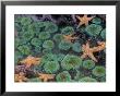 Starfish And Sea Anemones In Tidepool, Olympic National Park, Washington, Usa by Darrell Gulin Limited Edition Print