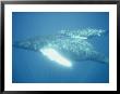 A Humpback Whale And Her Calf Swim In Clear Blue Water by Bill Curtsinger Limited Edition Pricing Art Print